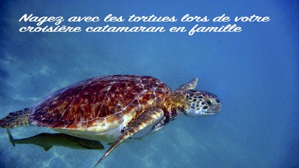 Croisière catamaran martinique famille